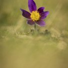 Pulsatilla vulgaris